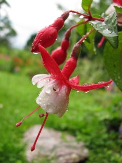 Fuchsienbild Jingle Bells 01