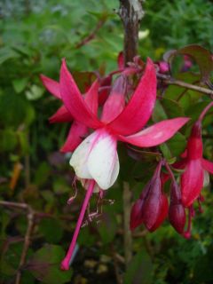 Fuchsienbild Jingle Bells 02