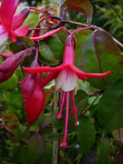 Fuchsienbild Jingle Bells 03