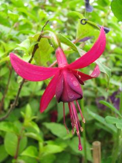 Fuchsienbild Joel 01