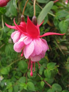 Fuchsienbild Johan Steenhagen 01