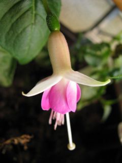 Fuchsienbild Johannes Jan 01