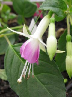 Fuchsienbild Johannes Jan 02