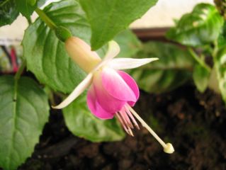 Fuchsia Johannes Jan 04