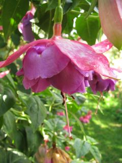 Fuchsia John Marsh 01