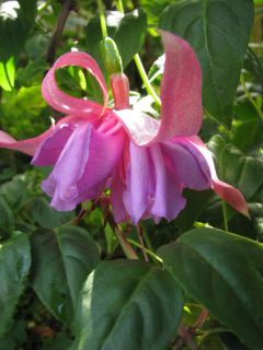 Fuchsia John Marsh 02