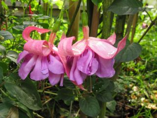 Fuchsia John Marsh 03