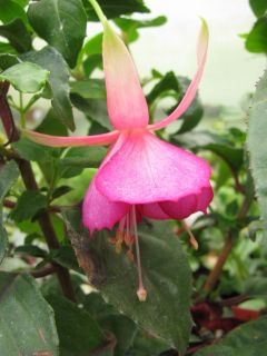 Fuchsia Jollies Albi 01