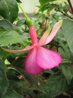 Fuchsia Jollies Albi 02