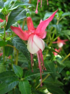 Fuchsienbild Jollies Menton 01