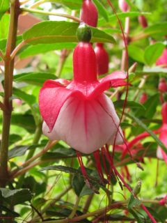 Fuchsienbild Jollies Menton 03