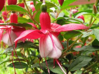 Fuchsia Jollies Menton 04