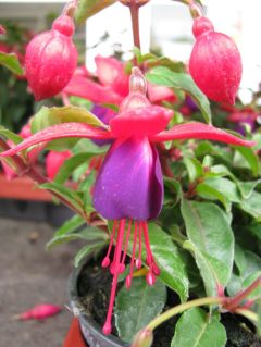 Fuchsienbild Jollies Nantes 01