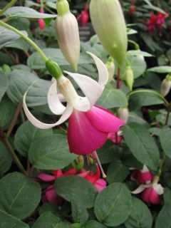 Fuchsienbild Joy Patmore 01