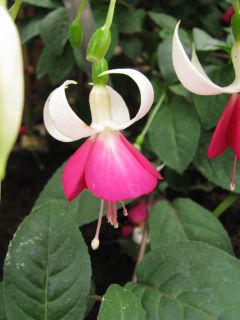 Fuchsienbild Joy Patmore 02