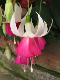 Fuchsienbild Joy Patmore 03