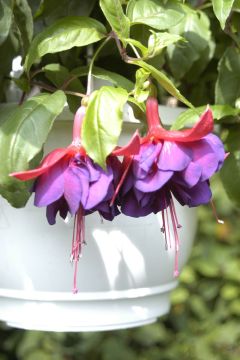 Fuchsienbild Jubie - Lin 03