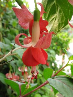 Fuchsienbild Julchen 01