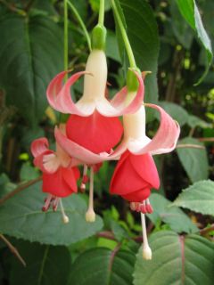 Fuchsienbild Julchen 02