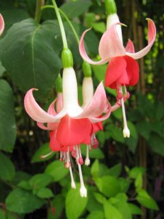 Fuchsienbild Julchen 03