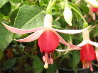 Fuchsia Julian 03