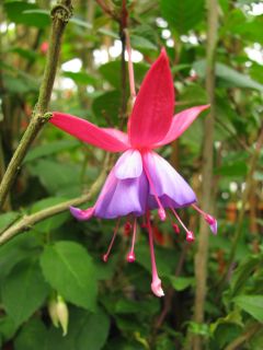 Fuchsia Käptn Blaubär 01