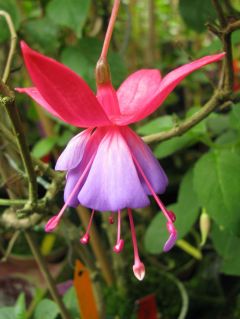 Fuchsia Käptn Blaubär 02