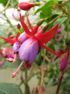 Fuchsia Kate Wylie 01