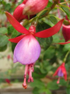 Fuchsia Kate Wylie 01