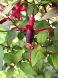 Fuchsia Kath van Hanegem 02