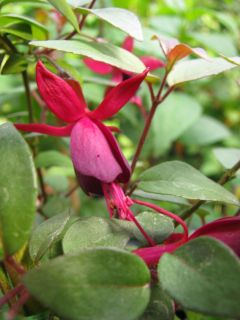 Fuchsia Kath van Hanegem 03