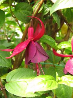 Fuchsia Katrien Michiels 01