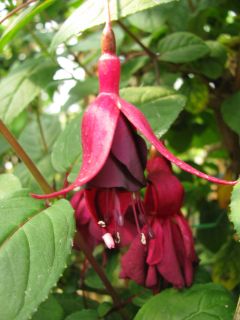 Fuchsia Katrien Michiels 02