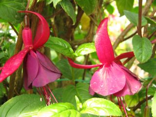 Fuchsia Katrien Michiels 03