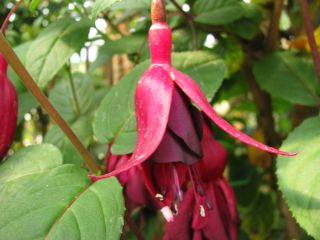 Fuchsia Katrien Michiels 04