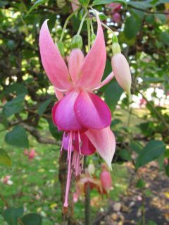 Fuchsia Kentish Maid 01