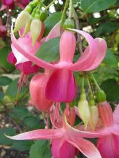 Fuchsia Kentish Maid 02