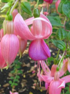 Fuchsia Kentish Maid 03