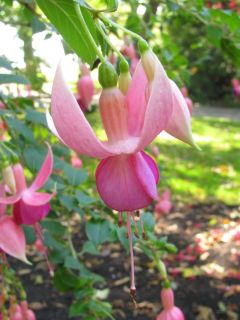 Fuchsia Kentish Maid 04