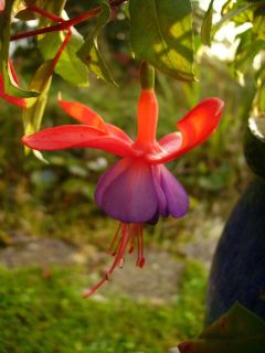 Fuchsia Klein Margaret 02