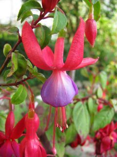 Fuchsia Klein Margaret 04