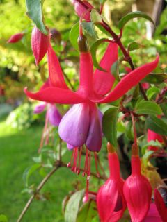 Fuchsia Klein Margaret 05