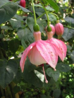 Fuchsia Kleine Gärtnerin 01