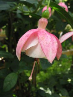 Fuchsia Kleine Gärtnerin 02