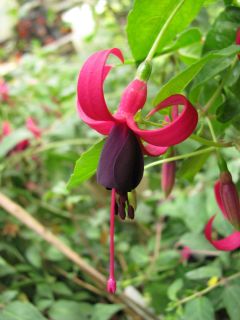 Fuchsia Kleiner Schelm 01