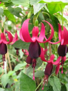 Fuchsia Kleiner Schelm 02