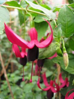 Fuchsia Kleiner Schelm 03