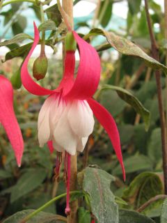 Fuchsia Kloster Walkenried 01