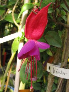 Fuchsia Koehlers Aschenputtel 01