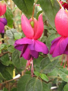 Fuchsia Koehlers Aschenputtel 02